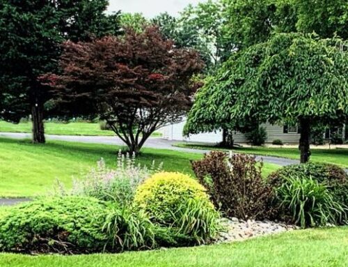 5 Weeping Trees for Your Landscape